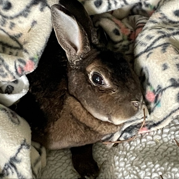 Meet your Posher, Rita - Picture 2 of 5